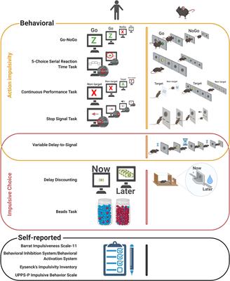 Assessing Impulsivity in Humans and Rodents: Taking the Translational Road